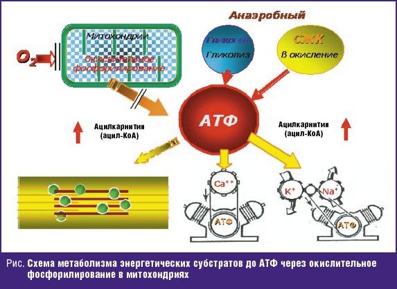 Схема метаболизма энергетических субстратов до АТФ через окислительное фосфорилирование в митохондриях