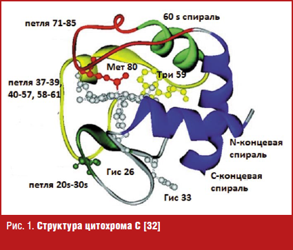 Структура цитохрома C