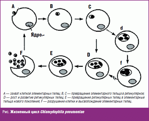 Жизненный цикл Chlamydophila pneumoniae