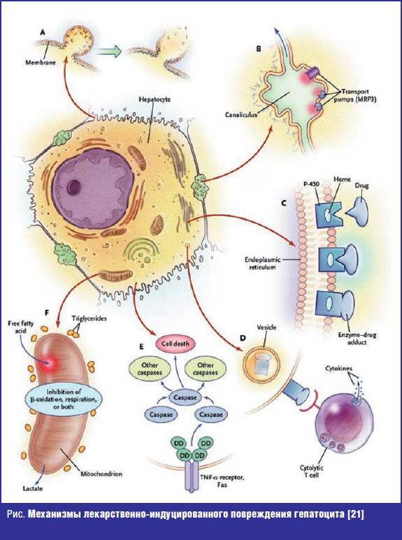 Механизмы лекарственно-индуцированного повреждения гепатоцита
