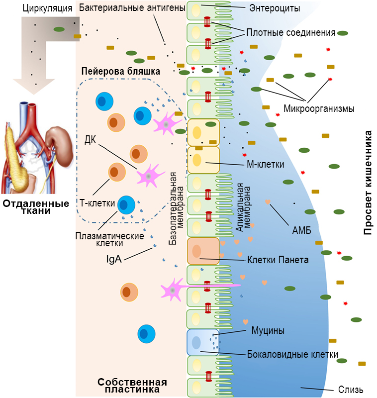 Повышенная проницаемость эпителиального барьера кишечника: механизмы и роль в патогенезе аутоиммунных заболеваний