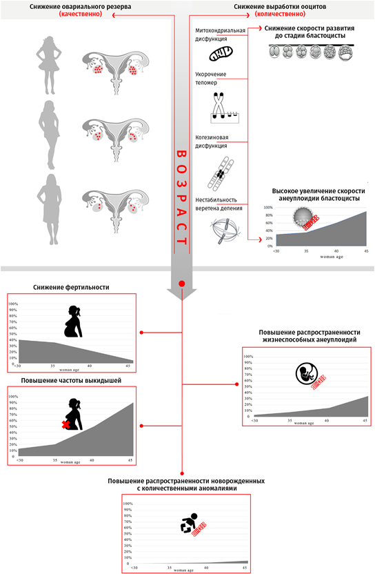 Взаимосвязь межу снижением фертильности и возникновением хромосомных аномалий в зависимости от возраста женщины